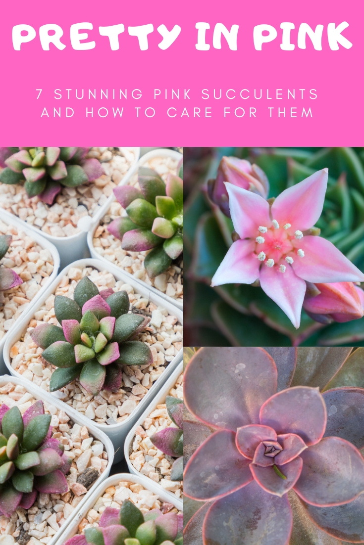 漂亮的粉红色:7个惊人的粉红色多肉植物和如何照顾他们-园艺知道如何的