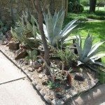 Xeriscape植物分组