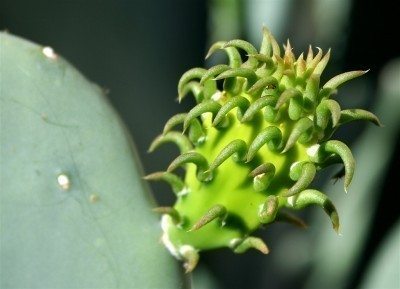 婴儿cactus1
