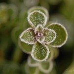 霜冻植物