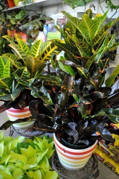 万博娱乐官网网址houseplants2