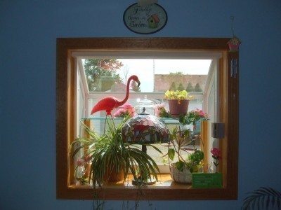 植物窗