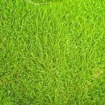 Zoysia Grass1.