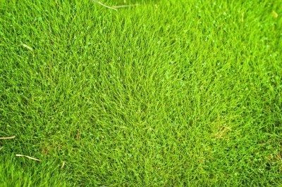 结缕草grass1