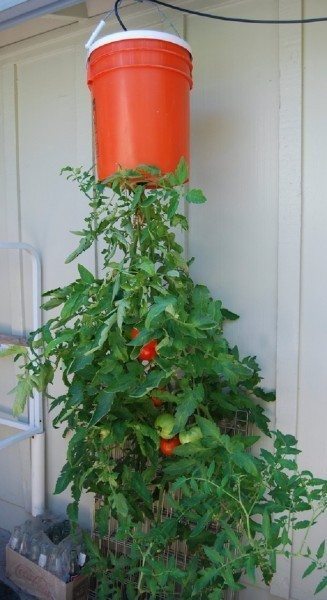 颠倒番茄植物