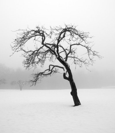 冬天的兴趣树