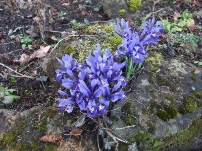 岩石花园Iris1.