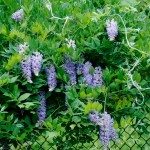 紫藤篱栅