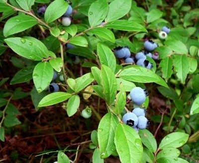 blueberry1