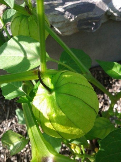 Tomatillo植物