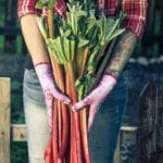 Harvest Rhubarb.