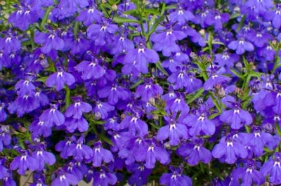 Lobelia 1