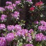 Rhododendrons.