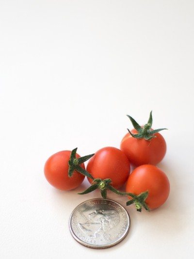microtom西红柿