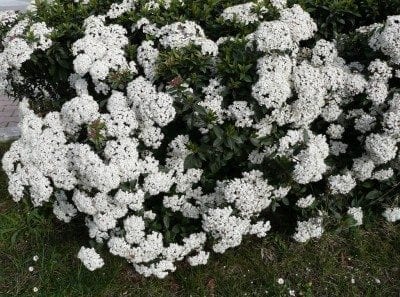 viburnum1.