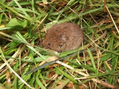 vole1