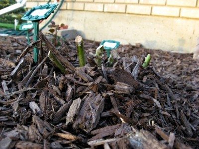 mulchmoundedrosebush.