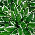 HOSTA 1