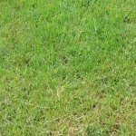 zoysia1