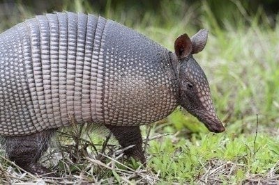 armadillo2