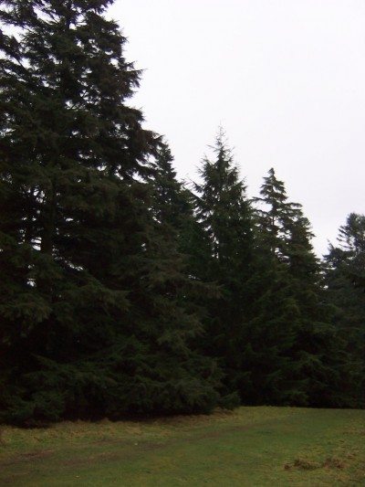 西部铁杉trees1