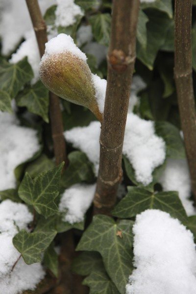 在雪中