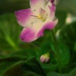 非洲紫罗兰花1
