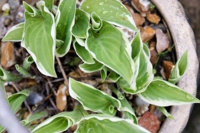 Hosta Contain1.