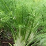 佛罗伦萨FENNEL1.