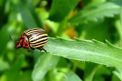 土豆beetle1