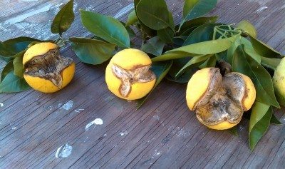 分裂oranges1