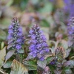 Ajuga.