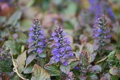 Ajuga.