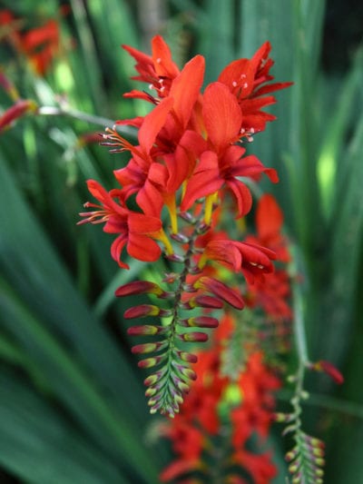 Crocosmia 1