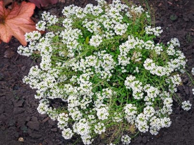 甜美的Alyssum 1.