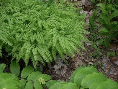 孔雀草蕨类植物