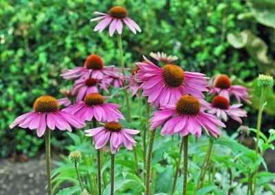 紫色Coneflower.