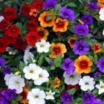 calibrachoa