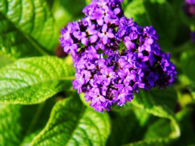 Heliotrope 1.