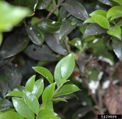 茶花叶子上的煤烟病