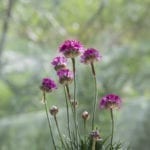 Armeria