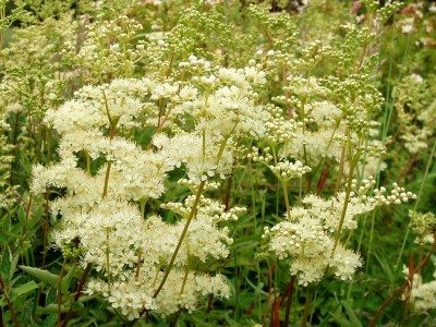 Meadowsweet.