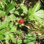 野生草莓植物