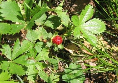 野生草莓植物