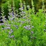 baptisia 1