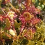 SUNDEW 1.