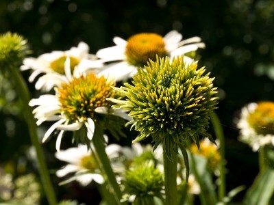 aster yellows1