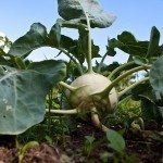 Kohlrabi Plant1.