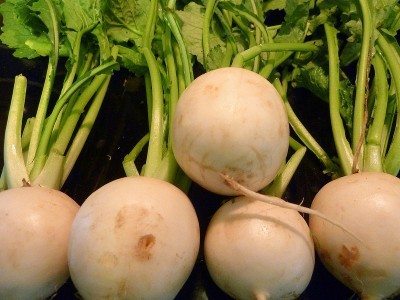Turnip Harvest1.