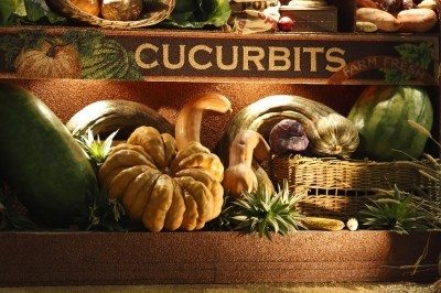 cucurbits1